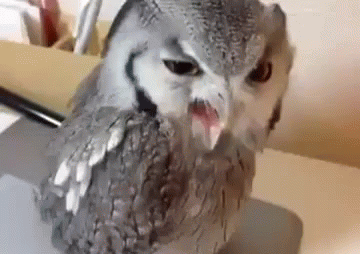 Hey! GIF