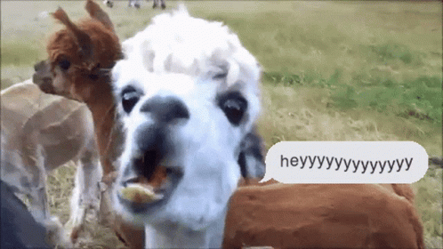 Heyy Llama GIF. This 498 x 280 animated GIF is part of our lama collection. Related themes include eating. Created by Spiderbat36. View the original…