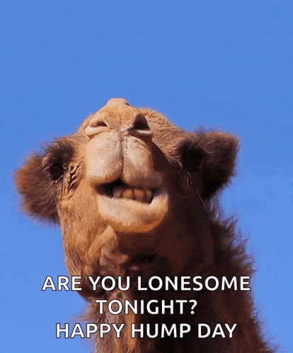 Hi GIF