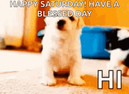 Hi Dog GIF. This 498 x 362 animated GIF is part of our happy saturday collection. Related themes include cute, hello, puppy. Created by bigmoneyg713. View…