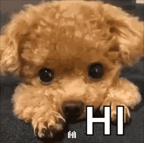 Hi Hello GIF