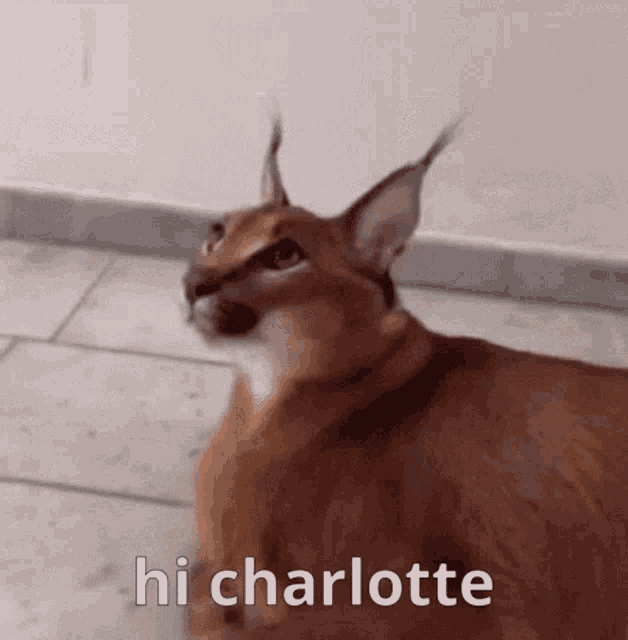 Hi Hello GIF