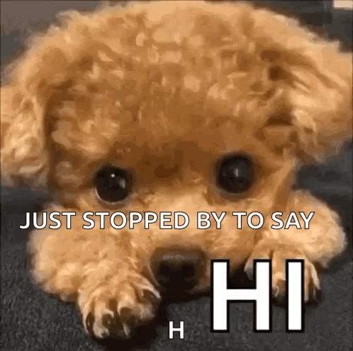 Hi Hello GIF