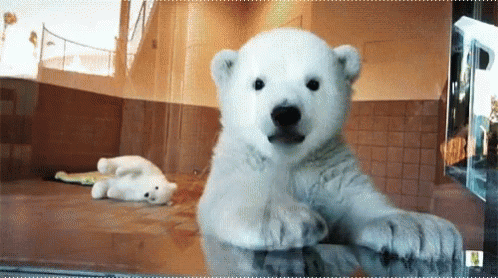 A polar bear cub waves its paw while sitting upright in an enclosure.