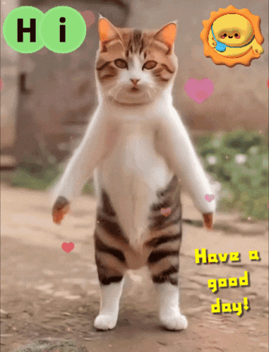 Hi Hello GIF