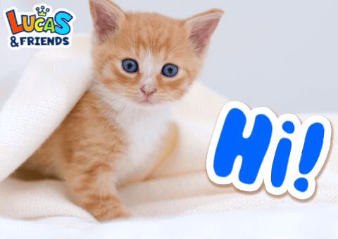 Hi Hey GIF