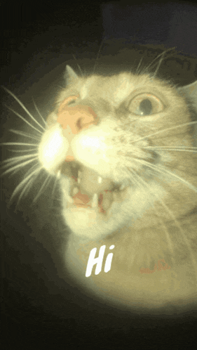 Hi Hey There GIF