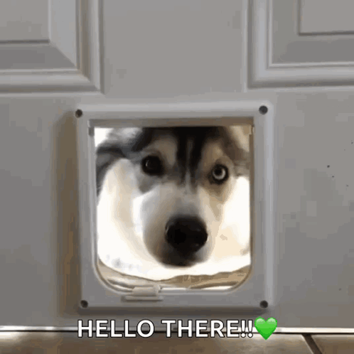 Hi Husky GIF