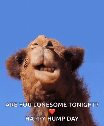Hi GIF