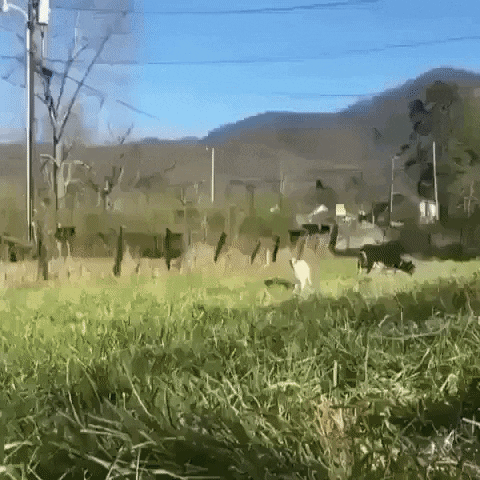 Hi GIF