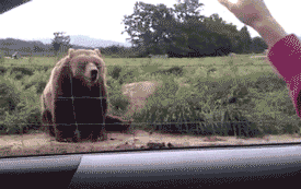 Hi GIF. This 275 x 173 animated GIF is part of our bear waving collection. Related themes include bear, hello, wave. View the original animation, share it…