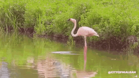 Hialeah Cityofhialeah GIF