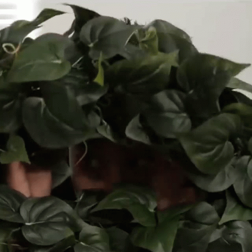 Hiding On The Tree Ryan Higa GIF. This 498 x 498 animated GIF is part of our hiding collection. Related themes include afraid. Created by higatv. View the…