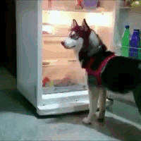 Hiding GIF