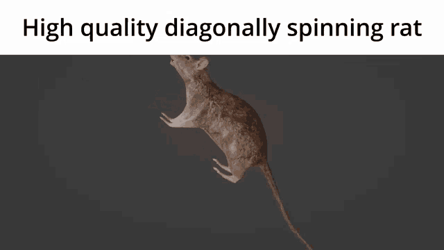 High Quality Diagonally Spinning Rat Rat GIF