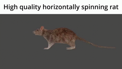 High Quality Horizontally Spinning Rat Rat GIF