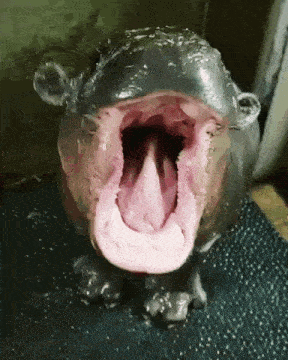 Hippo Hippopotamus GIF