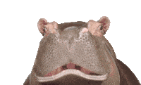 Hippo Hippopotamus Sticker