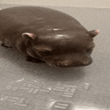 Hippo Shower GIF