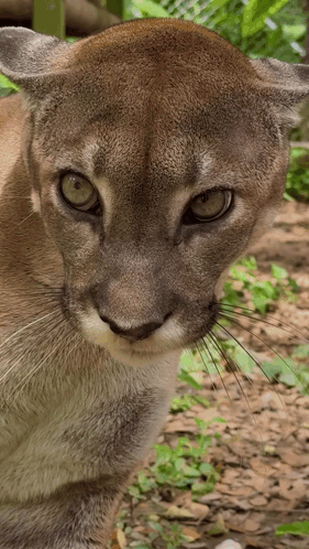 Hiss Angry Cat GIF