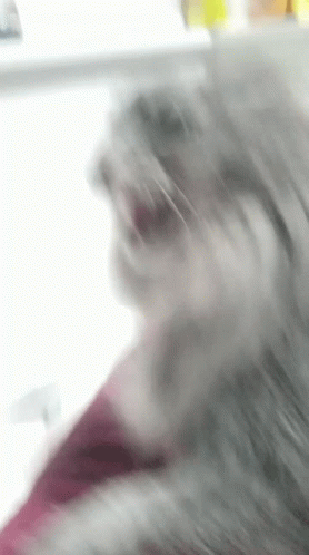 Hiss Cat GIF