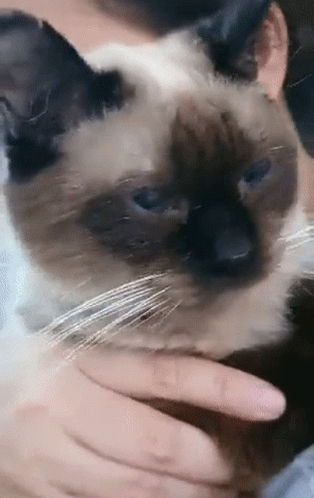 Hiss Evil GIF. This 314 x 498 animated GIF is part of our lady and the tramp siamese cats collection. Created by scranboy. View the original animation…