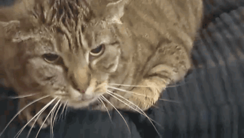 Hissing Cat GIF