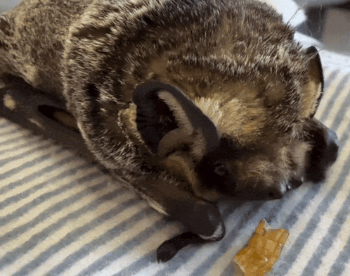 Hoary Hoary Bat GIF