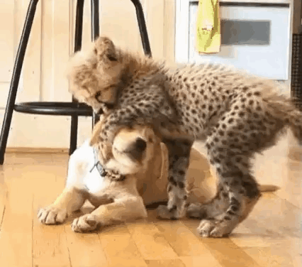 Hoecat Cat GIF