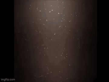 Hog Head Reaction GIF