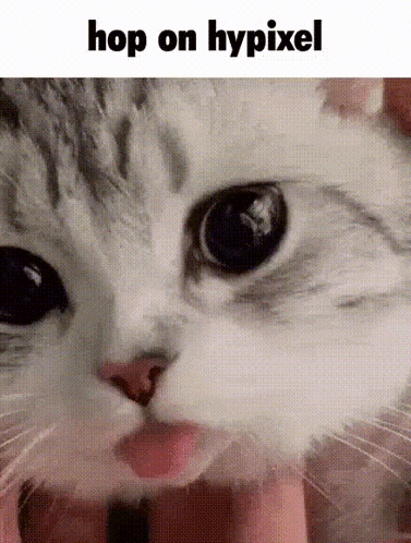 Hop On Hypixel Cat GIF