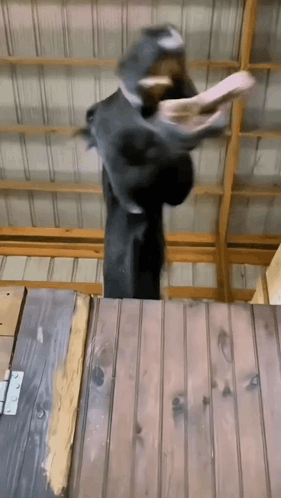 Horse Animal GIF