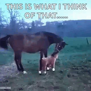Horse Animals GIF. This 320 x 320 animated GIF is part of our horse kick collection. Related themes include horse, kick. Created by mlpkpp. View the…