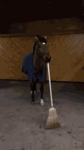 Horse Broom GIF