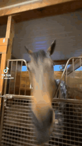 Horse GIF