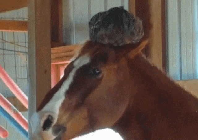 Horse Chicken GIF