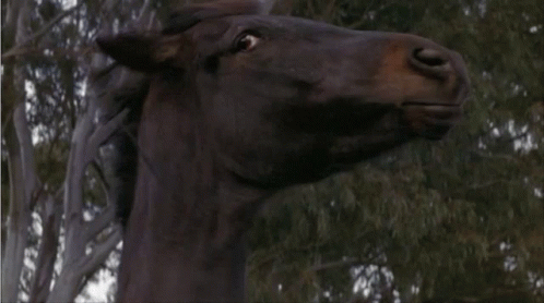 Horse Crazy GIF. This 498 x 278 animated GIF is part of our horse kick collection. Related themes include crazy, horse, side eye. View the original…