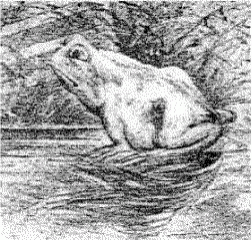 Horse Frog GIF