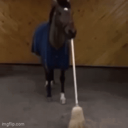 Horse GIF