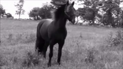 Horse Grazing GIF. This 498 x 281 animated GIF is part of our stick figure horse collection. Related themes include eat, horse. Created by kvitRaven. View…