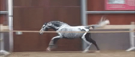 Horse Halloween GIF. This 450 x 190 animated GIF is part of our stick figure horse collection. Related themes include halloween, horse, jumping. Created by…