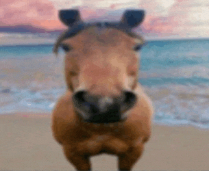 Horse Horse Lmao Meme