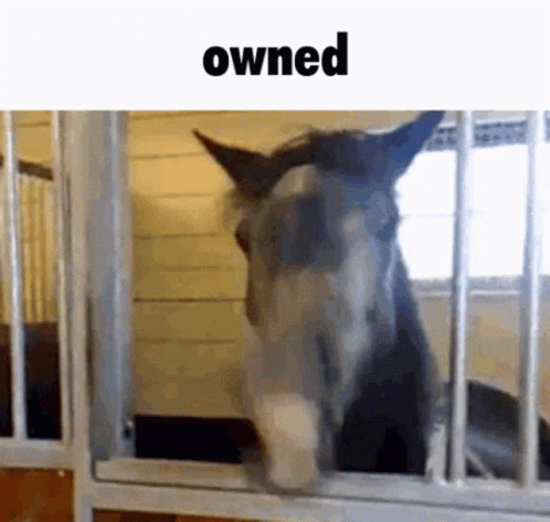 Horse Horses GIF