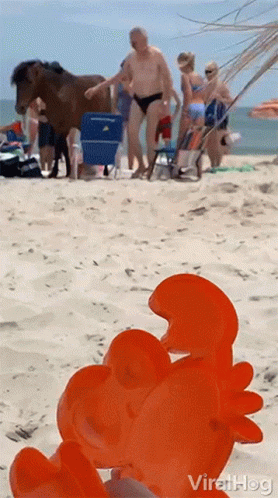 Horse Kick GIF. This 278 x 498 animated GIF is part of our horse kick collection. Related themes include bye, fall, horse. Created by ViralHog. View the…