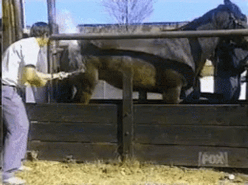 Horse Kick GIF. This 498 x 371 animated GIF is part of our horse kick collection. Created by estradamorales. View the original animation, share it, or…