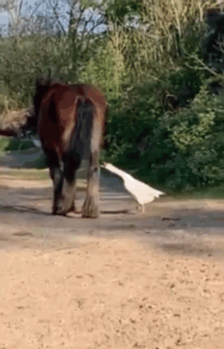 Horse Kicking GIF. This 320 x 498 animated GIF is part of our horse kick collection. Related themes include horse. Created by hobiminaj. View the original…