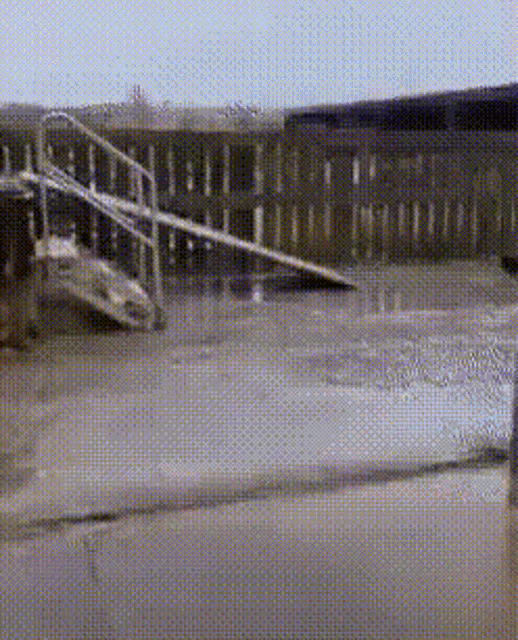 Horse GIF
