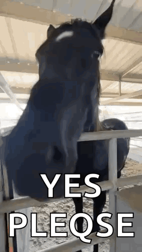 Horse Nodding GIF