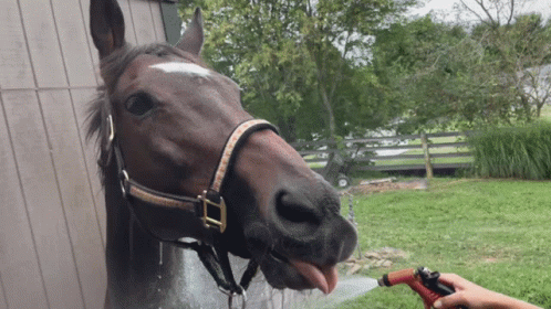 Horse Racehorse GIF. This 498 x 280 animated GIF is part of our stick figure horse collection. Related themes include funny, horse, laugh. Created by…