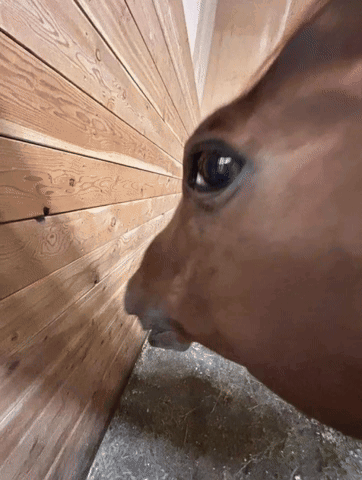 Horse Side Eye Horse Side Eye Reaction GIF